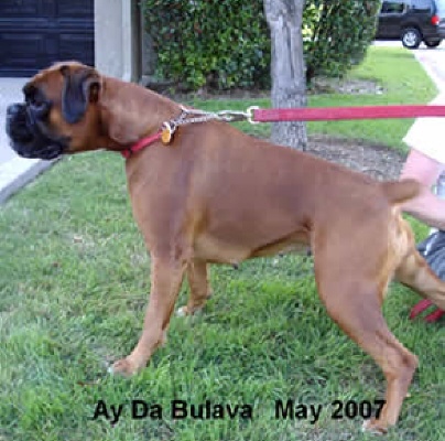 bulava4