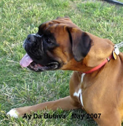 bulava6