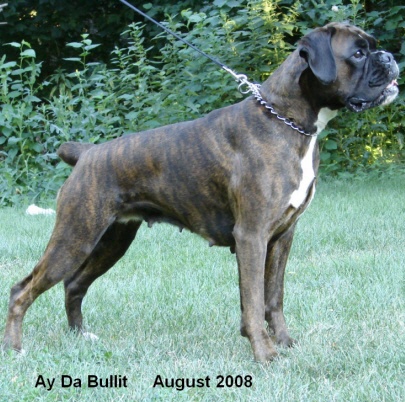 bullit7