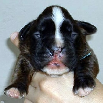 bullit1
