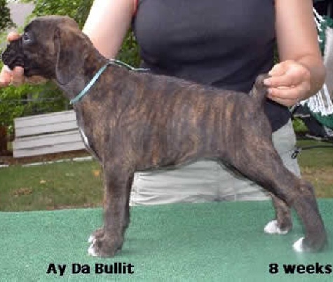 bullit4