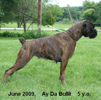 bullit6