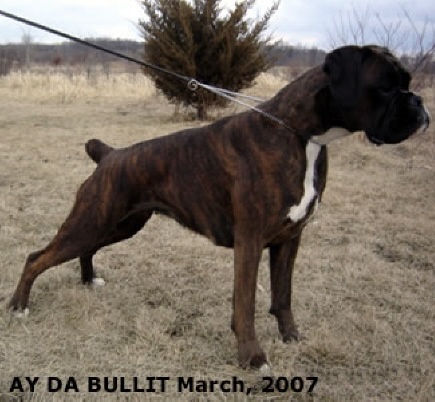 bullit8