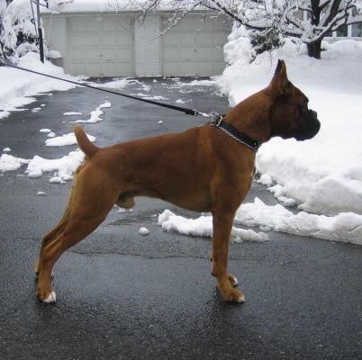 rex1