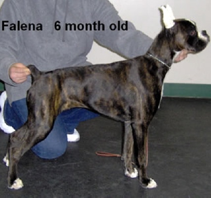 falena6