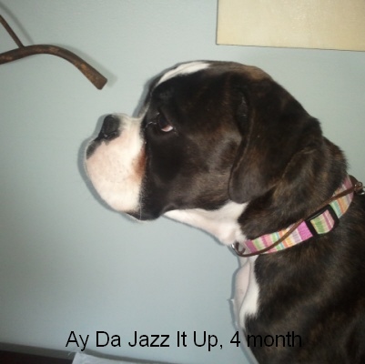 jazz4m