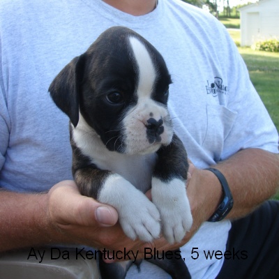 kentucky3