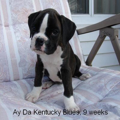 kentucky4