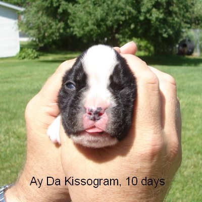 kissogram1