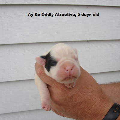 oddly5d