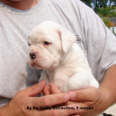 oddy5w1