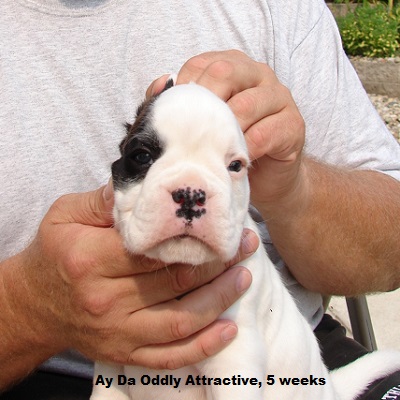 oddy5w2