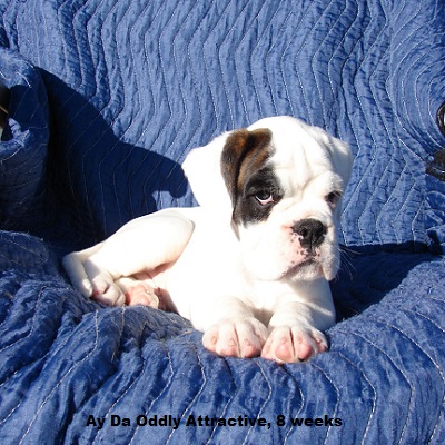 oddy8w3