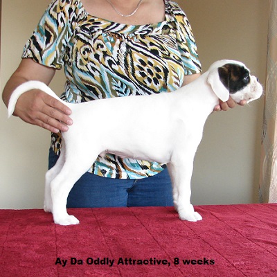 oddy8w4