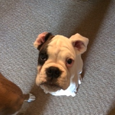 otto4m