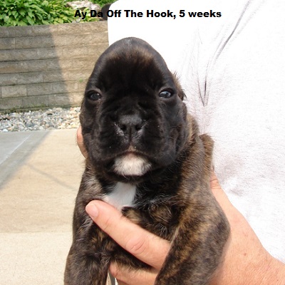 hook5w3