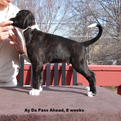 pass8w2