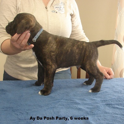 posh6w2