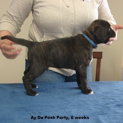 posh6w3