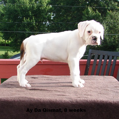 qismat8w2