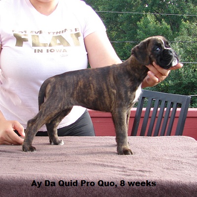 quid8w1