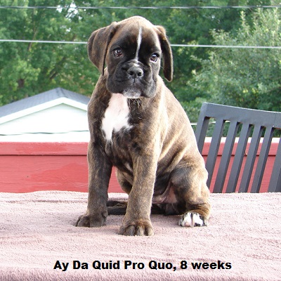 quid8w3