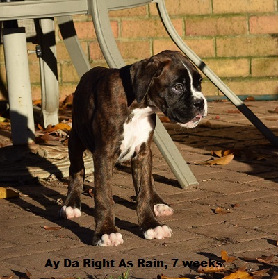 rain3
