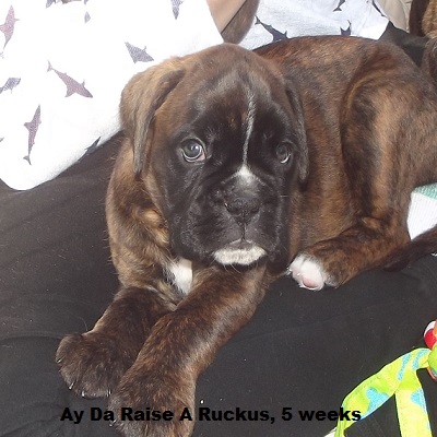 ruckus1
