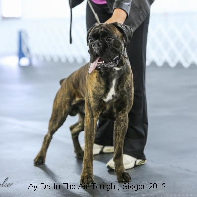 Sieger2012-5