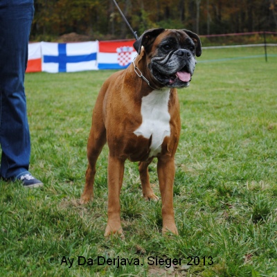 sieger13-1