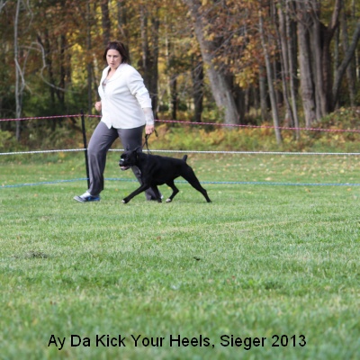 sieger13-11