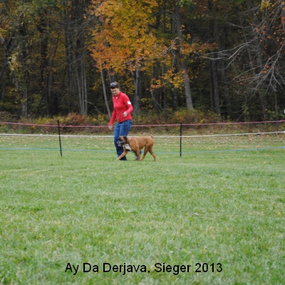 sieger13-2