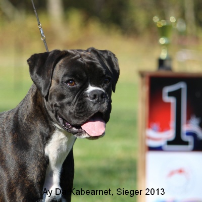 sieger13-7