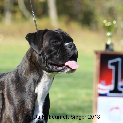 sieger13-8