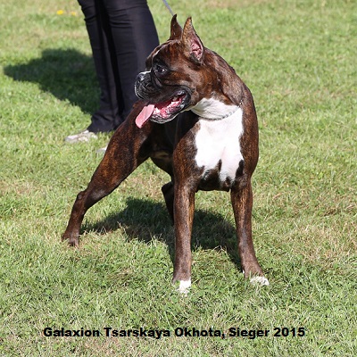 sieger2015-11