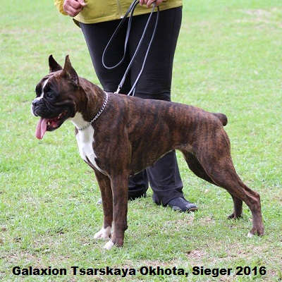 sieger2016-16