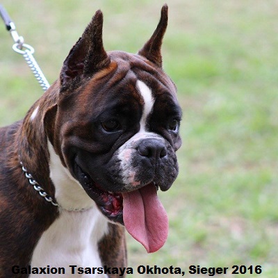 sieger2016-18
