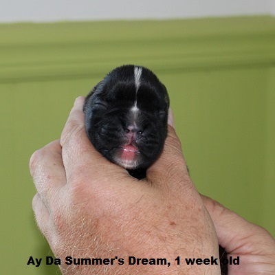 summer1w2