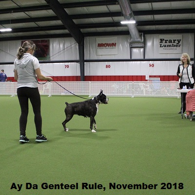 abbcvet