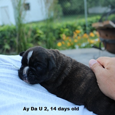 u2-14d