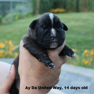 uway4