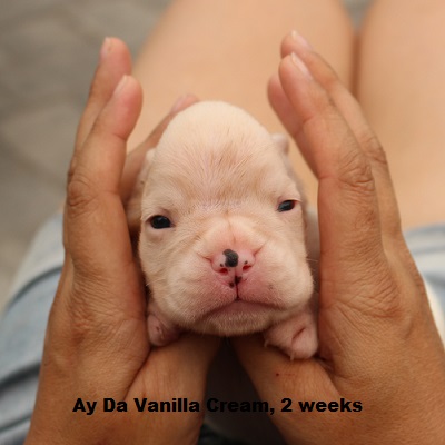vanila2w2