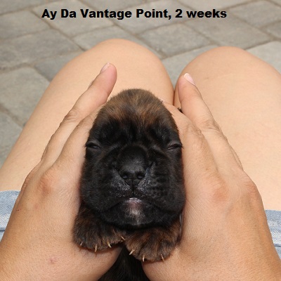 vantage2w
