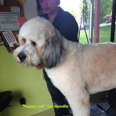 puppy-cut2