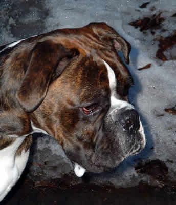 Bruno von Buchwick 
