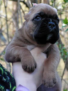 Pasha