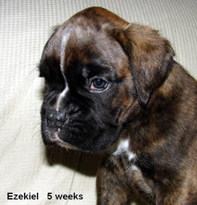 Ezekiel