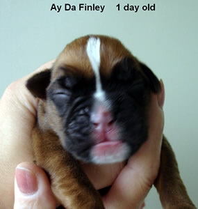Finley