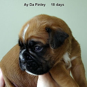 Finley