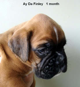 Finley